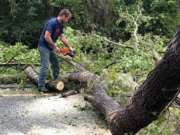 Best Palm Tree Trimming  in Riverton, UT