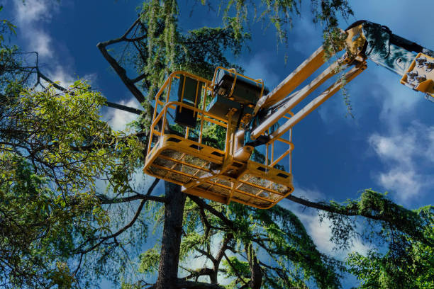 Best Tree Maintenance Programs  in Riverton, UT