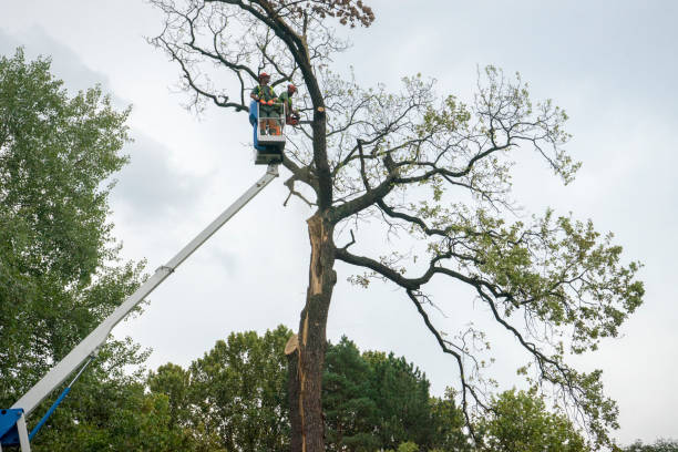 Best Commercial Tree Services  in Riverton, UT