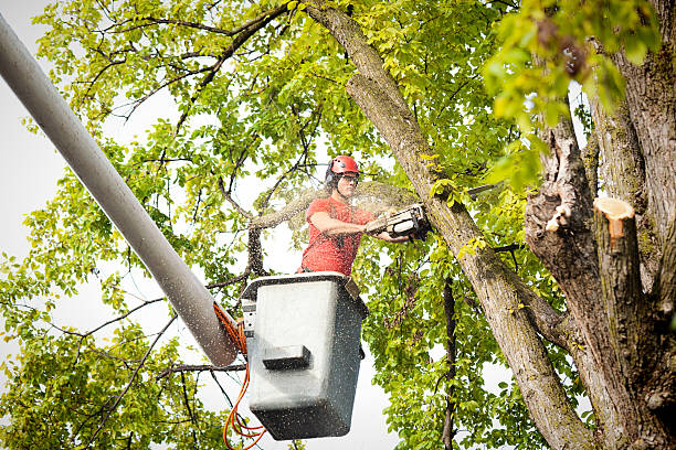 Best Tree Disease Treatment  in Riverton, UT